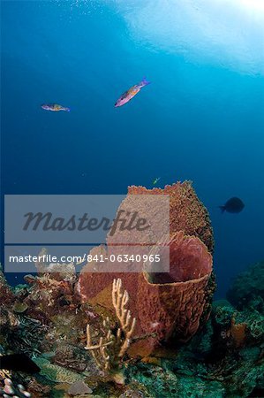 Éponges baril et créole wrasse, Sainte-Lucie, Antilles, Caraïbes, Amérique centrale