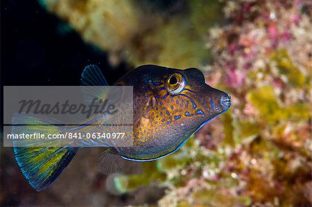 Pompe à nez pointu (Canthigaster rostrata), Sainte-Lucie, Antilles, Caraïbes, Amérique centrale