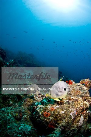 Trunkfish lisse (Lactophrys triqueter) et le poisson-papillon (Chaetodon capistratus), Sainte-Lucie, Antilles, Caraïbes, Amérique centrale