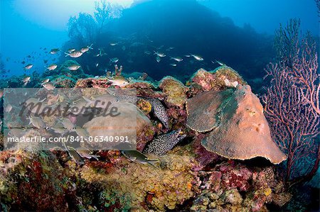 Deux points moraux anguilles (Gymnothorax moringa), Sainte-Lucie, Antilles, Caraïbes, Amérique centrale