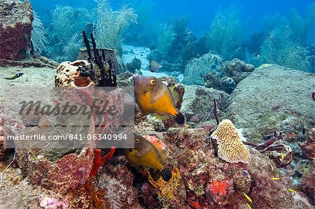 Blanc tacheté de balistes (Cantherhines macrocerus), Sainte-Lucie, Antilles, Caraïbes, Amérique centrale Blanc tacheté de balistes (Cantherhines macrocerus), Sainte-Lucie, Antilles, Caraïbes, Amérique centrale