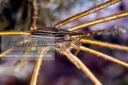 Crabe flèche de flanc jaune (Stenorhynchus seticornis), Sainte-Lucie, Antilles, Caraïbes, Amérique centrale