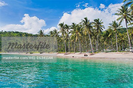 Palmiers, plage de Nippah, Lombok, West Nusa Tenggara, Indonésie, Asie du sud-est, Asie