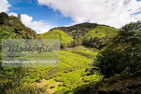 BOH-Teeplantage, Cameron Highlands, Malaysia, Südostasien, Asien