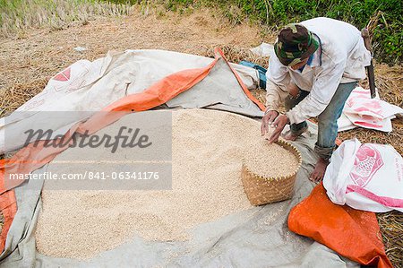 Riz paddy travailleur collecte, de tri et de dessèchement de riz, Bandung, Java, Indonésie, Asie du sud-est, Asie