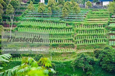 Gemüse-Terrassen auf einem steilen Hügel, Bandung, Java, Indonesien, Südostasien, Asien
