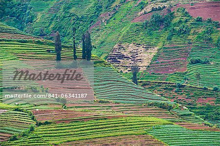 Vegetable fields at Wonosobo, Dieng Plateau, Central Java, Indonesia, Southeast Asia, Asia