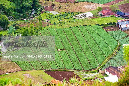 Aerial phot of vegetable fields at Wonosobo, Dieng Plateau, Central Java, Indonesia, Southeast Asia, Asia