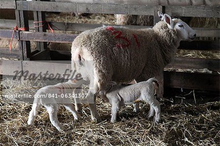 Moutons et agneaux sur une Dartmoor farm, Devon, Angleterre, Royaume-Uni, Europe