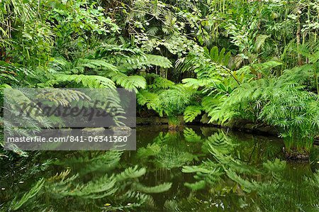 Fougères arborescentes dans les jardins de la ferme à San Benito, Lippa Batangas, Philippines, l'Asie du sud-est, Asie Fougères arborescentes dans les jardins de la ferme à San Benito, Lippa Batangas, Philippines, l'Asie du sud-est, Asie