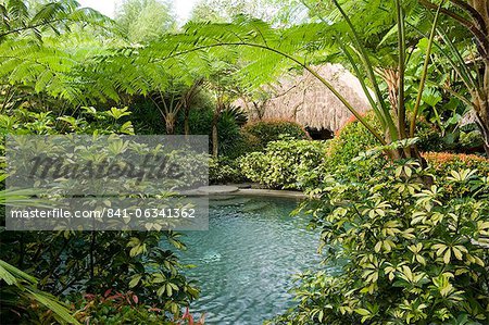 Pool in a tropical garden, Laguna, Philippines, Southeast Asia, Asia Pool in a tropical garden, Laguna, Philippines, Southeast Asia, Asia