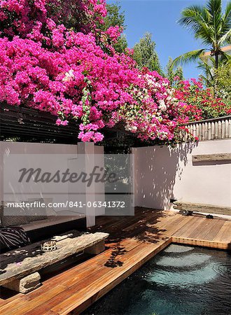 Bougainvillea, Cebu, Philippines, Southeast Asia, Asia Bougainvillea, Cebu, Philippines, Southeast Asia, Asia