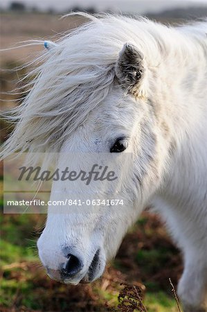 Poney sur jour de grand vent, Dartmoor, Devon, Angleterre, Royaume-Uni, Europe