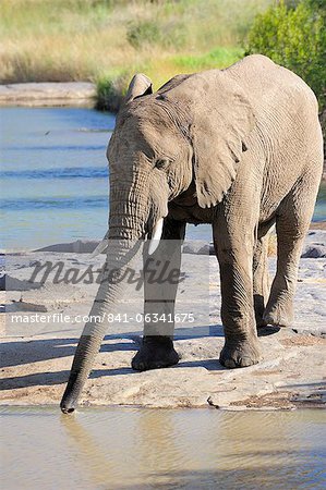 Elephant drinking, Pilanesberg National Park, Sun City, South Africa, Africa