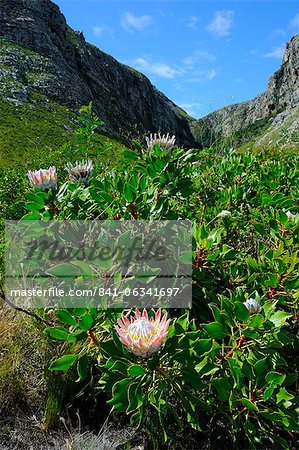Protea, the national flower, Garden Route, Cape Province, South Africa, Africa