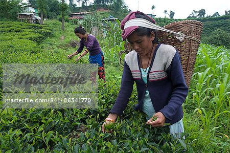 Women plucking tea, Fikkal, Nepal, Asia