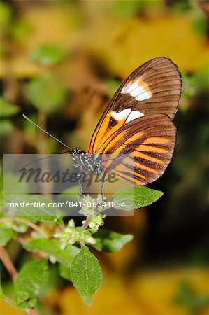 Hecales longwing butterfly (Heliconius hecale), widespread across South America