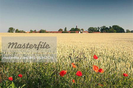 Common poppy (papaver rhoeas) on edge of wheat field and Ctenice Castle, Ctenice, Stredocesko, Czech Republic, Europe