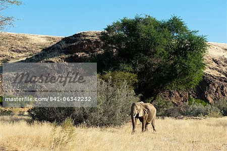 Desert elephant (Loxodonta africana), Skeleton Coast National Park, Namibia, Africa