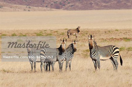 Zèbre de montagne de Hartmann (Equus zebra hartmannae), Concession de Palmwag, Damaraland, Namibie, Afrique