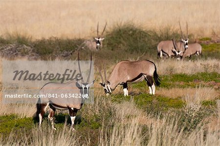 Gemsbok (Oryx gazella), Concession de Palmwag, Damaraland, Namibie, Afrique