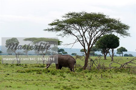 L'éléphant d'Afrique (Loxodonta africana), Masai Mara, Kenya, Afrique de l'est, Afrique