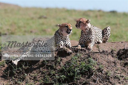 Guépard (Acynonix jubatus), Masai Mara, Kenya, Afrique de l'est, Afrique