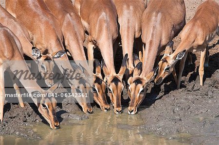 Impala (Aepyceros melampus), les femelles à trou d'eau, Mkhuze Game Reserve, Afrique du Sud, Afrique Impala (Aepyceros melampus), les femelles à trou d'eau, Mkhuze Game Reserve, Afrique du Sud, Afrique
