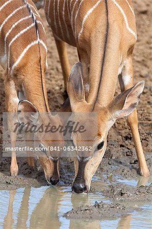 Nyala (Tragelaphus angasii), femelle avec bébé à boire, Mkhuze Game Reserve, Afrique du Sud, Afrique Nyala (Tragelaphus angasii), femelle avec bébé à boire, Mkhuze Game Reserve, Afrique du Sud, Afrique