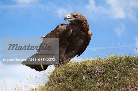 Golden eagle (Aquila chrysaetos), captive, United Kingdom, Europe
