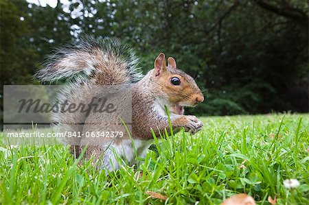 Grauhörnchen (Sciurus Carolinensis), im Stadtpark, Brandon Park, Bristol, England, Vereinigtes Königreich, Europa