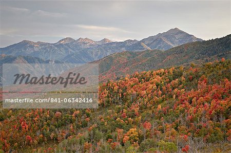 Couleurs dans les monts Wasatch, Uinta National Forest, Utah, États-Unis d'Amérique, Amérique du Nord d'automne rouge et orange