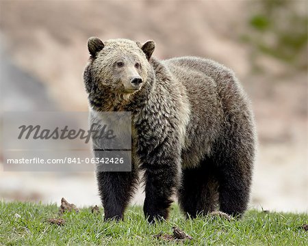 Grizzly bear (Ursus arctos horribilis), Yellowstone National Park, Wyoming, United States of America, North America