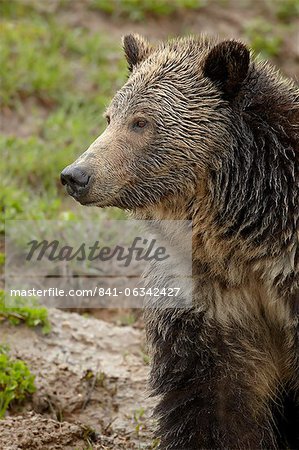 Grizzlybär (Ursus Arctos Horribilis), Yellowstone Nationalpark, Wyoming, Vereinigte Staaten von Amerika, Nordamerika