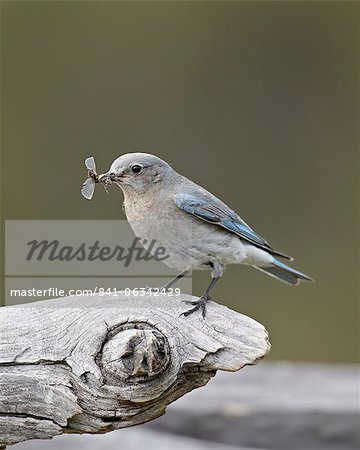 Female mountain bluebird (Sialia currucoides) with an insect, Yellowstone National Park, Wyoming, United States of America, North America
