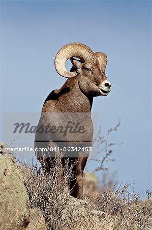 Bighorn sheep (Ovis canadensis) ram during the rut, Arapaho National Forest, Colorado, United States of America, North America
