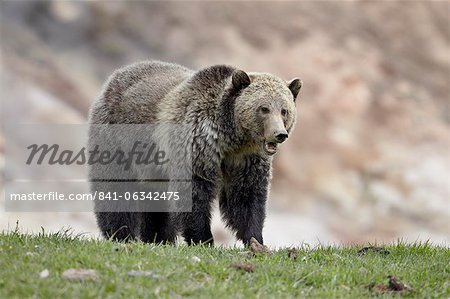 Grizzlybär (Ursus Arctos Horribilis), Yellowstone Nationalpark, Wyoming, Vereinigte Staaten von Amerika, Nordamerika