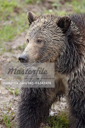 Grizzli (Ursus arctos horribilis), Parc National de Yellowstone, Wyoming, États-Unis d'Amérique, Amérique du Nord