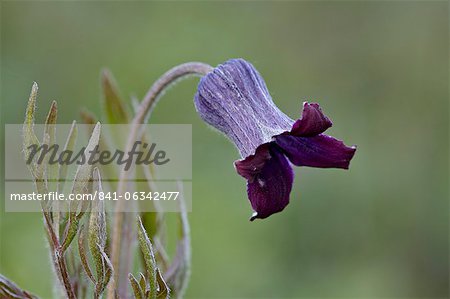 Hairy clematis (Clematis hirsutissima), Yellowstone National Park, Wyoming, United States of America, North America