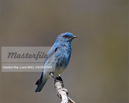 Male mountain bluebird (Sialia currucoides), Yellowstone National Park, Wyoming, United States of America, North America
