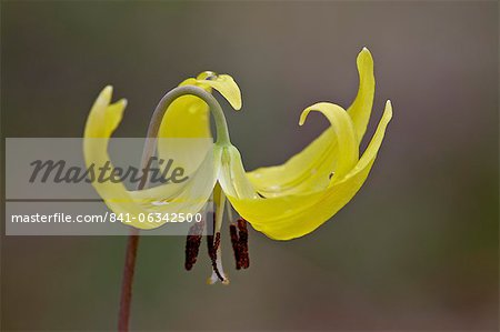 Glacier lily (dogtooth violet) (Erythronium grandiflorum), Gallatin National Forest, Montana, United States of America, North America