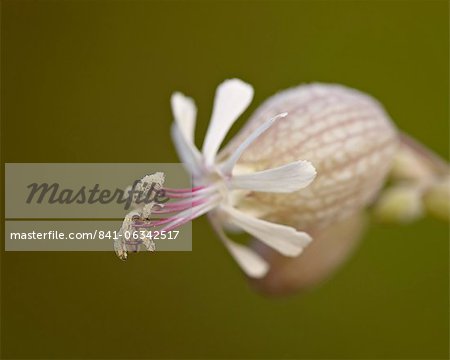 Silène (Silene vulgaris), Parc National Waterton Lakes, Alberta, Canada, Amérique du Nord