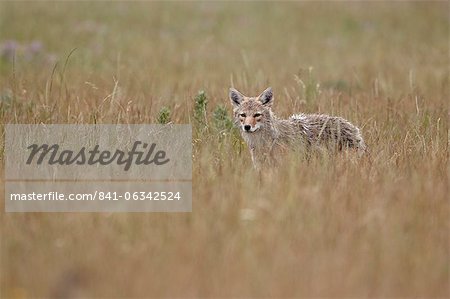 Coyote (Canis latrans), Waterton Lakes National Park, Alberta, Canada, North America
