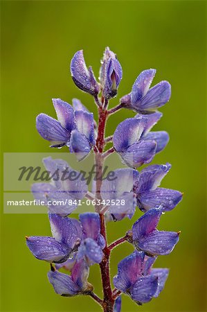 Silvery lupine (Lupinus argenteus), Waterton Lakes National Park, Alberta, Canada, North America