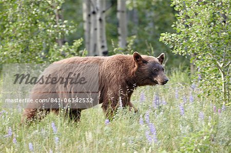 Cub cannelle ours noir (Ursus americanus), le Parc National des lacs Waterton, Alberta, Canada, Amérique du Nord