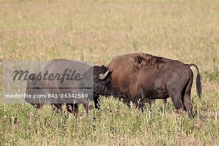Bison (Bison bison) bull démontrant la réponse flehmen à côté d'une vache, Parc National de Yellowstone, Wyoming, États-Unis d'Amérique, l'Amérique du Nord