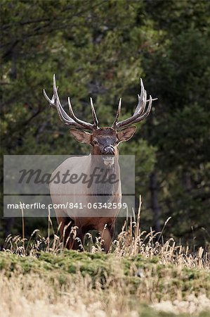 Bull elk (Cervus canadensis) demonstrating the flehmen response, Jasper National Park, Alberta, Canada, North America