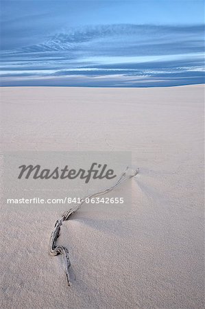 Weathered twig on a dune, White Sands National Monument, New Mexico, United States of America, North America