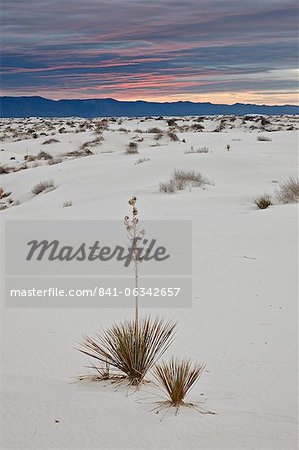 Yucca on the dunes at sunrise, White Sands National Monument, New Mexico, United States of America, North America