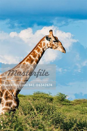 Giraffe (Giraffa camelopardalis), Namibia, Africa
